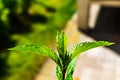 Selective focus shot of mint in a garden captured on a sunny day Royalty Free Stock Photo