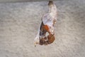 Selective focus shot of a monarch butterfly getting out of the cocoon Royalty Free Stock Photo