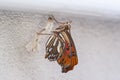 Selective focus shot of a monarch butterfly getting out of the cocoon Royalty Free Stock Photo