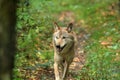 Selective focus shot of a Mongolian wolf, walking through the forest, surrounded by green vegetation Royalty Free Stock Photo