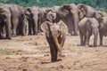 Selective focus shot of a moody baby elephant walking toward a camera with an elephant herd behind