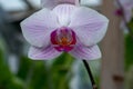 Selective focus shot of a moon orchid or moth orchid flower