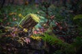 Selective focus shot of a mossy wood on the ground in the autumn forest