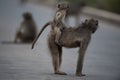 Selective focus shot of a mother baboon with her baby riding on her back Royalty Free Stock Photo