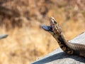 Selective focus shot of a Mozambique Spitting Cobra in an attack pose Royalty Free Stock Photo