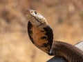 Selective focus shot of a Mozambique Spitting Cobra in an attack pose Royalty Free Stock Photo