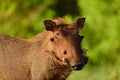 Selective focus shot of a muddy warthog with a blurred background Royalty Free Stock Photo
