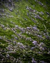 Selective focus shot of munstead lavender flowering plants