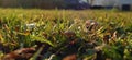 Selective focus shot of mushroom in a field