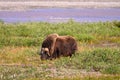 Selective focus shot of a Muskox grazing on the North Slope of Alaska Royalty Free Stock Photo