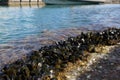 Selective focus shot of mussels attached to the rock on the sea with a blurred background Royalty Free Stock Photo