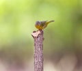 Selective focus shot of a nashville warbler bird perched on a wooden branch Royalty Free Stock Photo