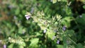 Selective focus shot of a nepeta six hills giant catmint plant blooming in a garden Royalty Free Stock Photo