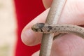 Selective focus shot of a newborn baby brown snake known as Storeria dekayi