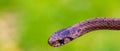 Selective focus shot of a newborn baby brown snake known as Storeria dekayi