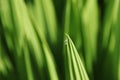 Selective focus shot of one leaf with a drop of morning dew on it