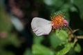 Selective focus shot of one white petal left on a flower Royalty Free Stock Photo