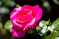 Selective focus shot of an opened pink rose - perfect for background