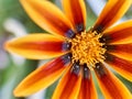 Selective focus shot of an orange African daisy flower with a blurred background Royalty Free Stock Photo