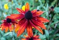 Selective focus shot of an orange black-eyed Susan surrounded by green leaves Royalty Free Stock Photo