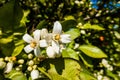Selective focus shot of an orange blossom flower Royalty Free Stock Photo