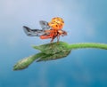 Selective focus shot of an orange ladybug with its open wings on a flower Royalty Free Stock Photo