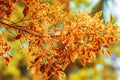 Selective focus shot of the orange leaves on a branch with a blurred background Royalty Free Stock Photo