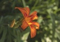 Selective focus shot of an orange lily with green leaves in the background Royalty Free Stock Photo