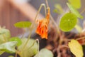 Selective focus shot of an orange nasturtium flower Royalty Free Stock Photo