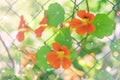 Selective focus shot of orange nasturtium flowers behind the grid fence Royalty Free Stock Photo