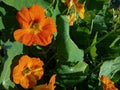Selective focus shot of orange nasturtium flowers in the garden Royalty Free Stock Photo