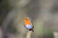 Selective focus shot of an orange robin bird perched on a green plant