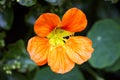 Selective focus shot of orange Tropaeolum majus flower Royalty Free Stock Photo