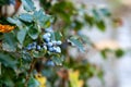 Selective focus shot of Oregon grape holly on plant Royalty Free Stock Photo