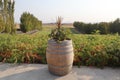 Selective focus shot of ornamental plants on a wooden barrel in a garden Royalty Free Stock Photo