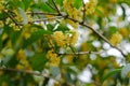 Selective focus shot of osmanthus tree in the garden