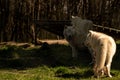 Selective focus shot of a pack of white wolfs in the forest with a blurred background