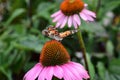 Selective focus shot of Painted lady butterfly on Purple coneflower flower Royalty Free Stock Photo