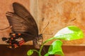 Selective focus shot of a papilio on a green plant leaf with a blurred background Royalty Free Stock Photo