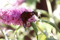 Selective focus shot of a papillon butterfly on a buddleia flower Royalty Free Stock Photo