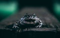 Selective focus shot of a patterned frog looking in a straight directio Royalty Free Stock Photo