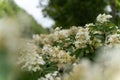 Selective focus shot of the PeeGee hydrangea plant Royalty Free Stock Photo