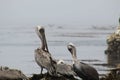 Selective focus shot of the pelicans resting on the shore