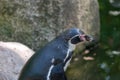 Selective focus shot of a penguin in the pond stone