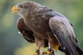 Selective focus shot of a perched black kite