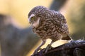 Selective focus shot of a perched burrowing owl