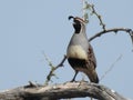 Selective focus shot of a perched crested quail