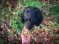 Selective focus shot of a person feeding a black dog