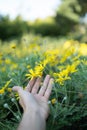 Selective focus shot of a person hand touching a yellow flower in a field Royalty Free Stock Photo