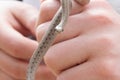 Selective focus shot of a person holding a newborn baby brown snake known as Storeria dekayi